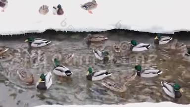 一群鸭子和鸭子在雪地里游泳